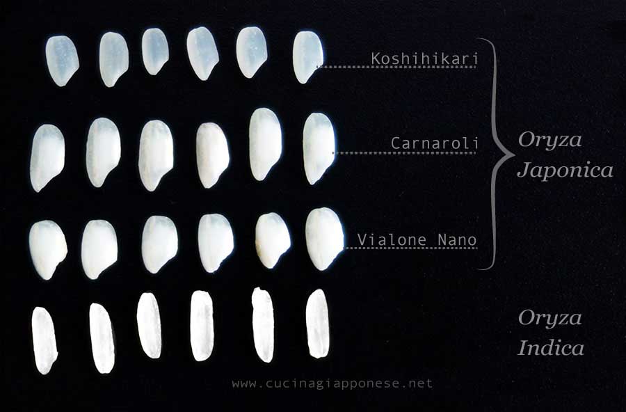 tipologie di riso a confronto