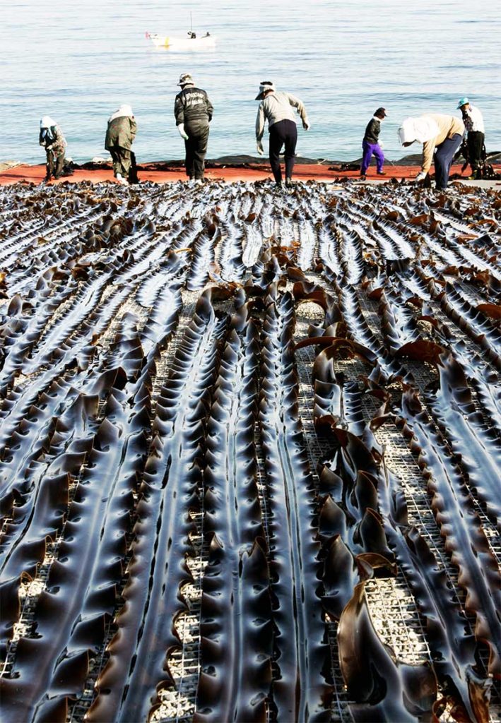 kombu fresco ad asciugare in spiaggia