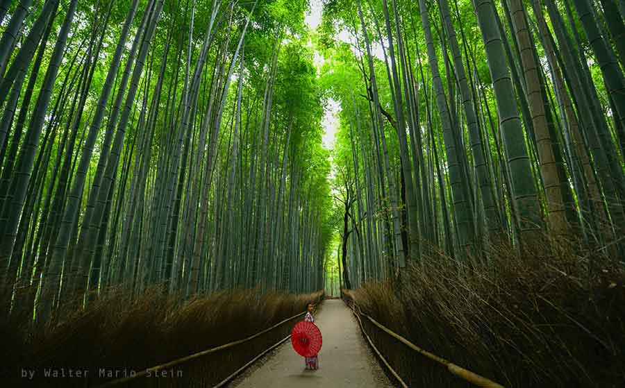 bosco di bambu