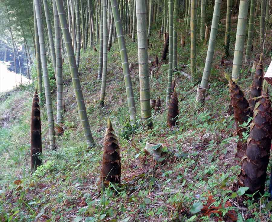 bosco di bambù con germogli che spuntano