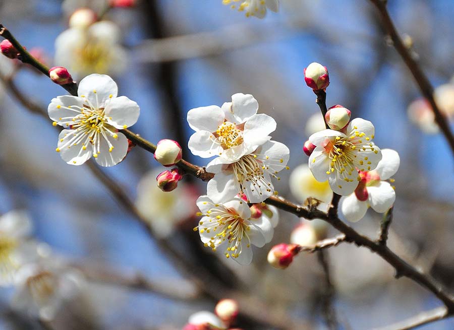 fiori di ume